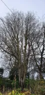 Tree Removal near power lines