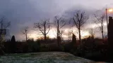 Tree Crown
