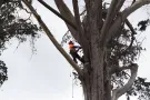 Tree Removal