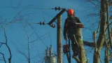 Tree Removal near power lines