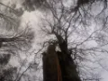 Tree Crown