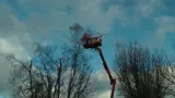 Tree Crown
