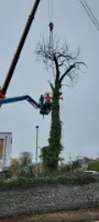 Tree Removal near power lines