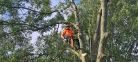 Tree Trimming