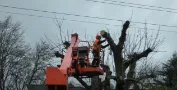 Tree Removal near power lines