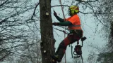 Tree Crown