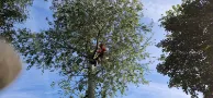 Tree Trimming