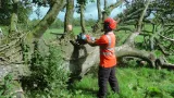 strom Tree Removal