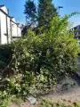 Overgrown Garden Tidy up Stepaside- Dublin
