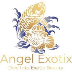 Angel Exotix Aquarium
