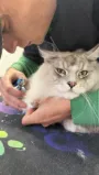 Trimming cat claws at Arthurs Grooming Salon in Dundalk
