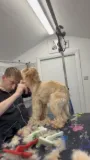 Clipping dog fur at Arthurs Grooming Salon in Dundalk